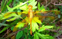 Sympetrum croceolum