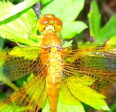 Sympetrum croceolum