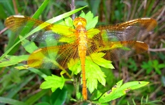 Sympetrum croceolum