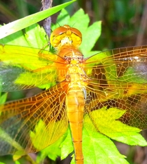 Sympetrum croceolum