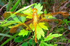 Sympetrum croceolum