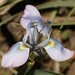 Moraea ciliata ciliata - Photo (c) Brian du Preez, some rights reserved (CC BY-SA), uploaded by Brian du Preez