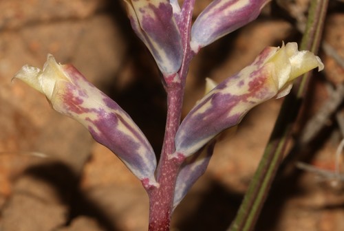 Lachenalia schlechteri