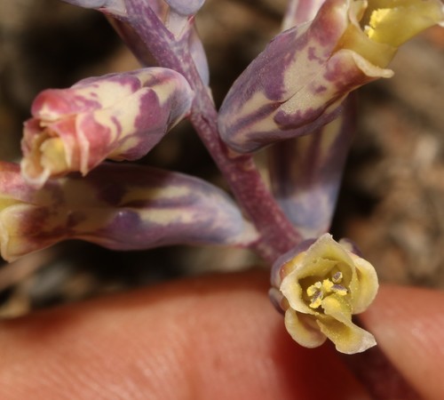Lachenalia schlechteri