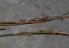 Schoenus pseudoloreus