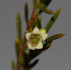 Diosma acmaeophylla