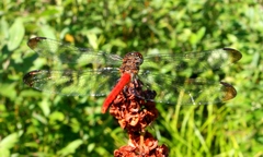 Sympetrum risi risi