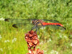 Sympetrum risi risi