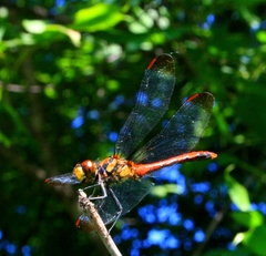 Sympetrum risi risi