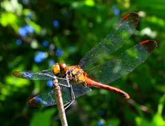 Sympetrum risi risi