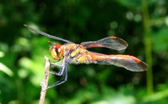Sympetrum risi risi