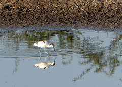 Recurvirostra avosetta