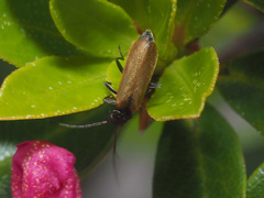 Rhagonycha nigripes