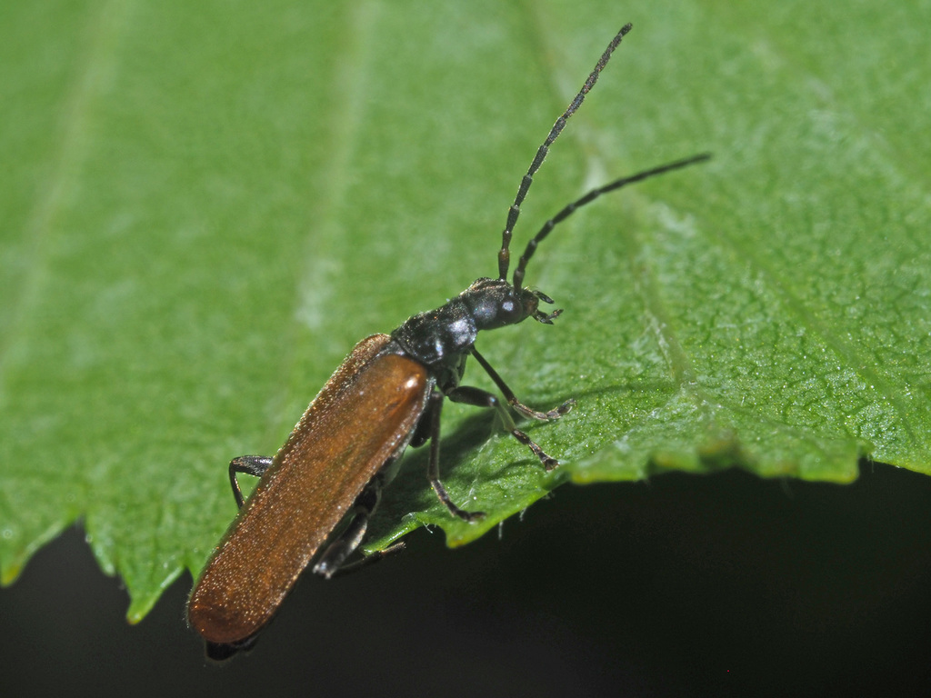 Rhagonycha nigripes