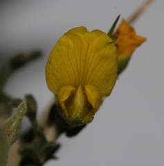 Melolobium candicans