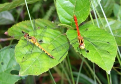 Sympetrum parvulum
