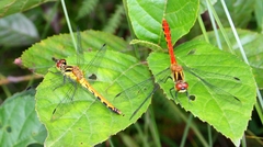 Sympetrum parvulum