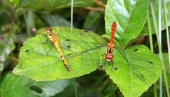 Sympetrum parvulum