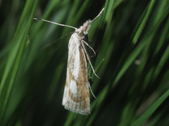 Catoptria petrificella