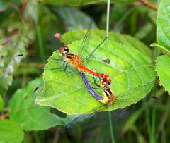 Sympetrum parvulum