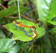 Sympetrum parvulum