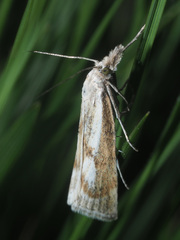 Catoptria petrificella