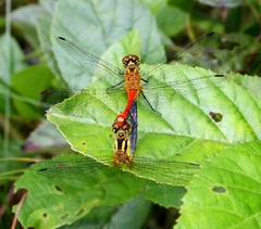 Sympetrum parvulum