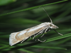 Catoptria petrificella