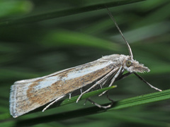 Catoptria petrificella