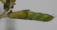 Melolobium candicans