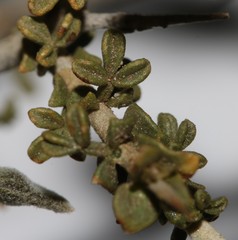 Melolobium candicans