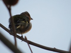Fringilla coelebs