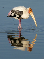 Mycteria leucocephala