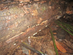 Physalacria sulphurea