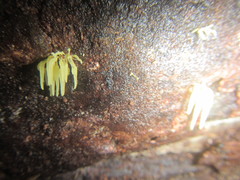 Physalacria sulphurea