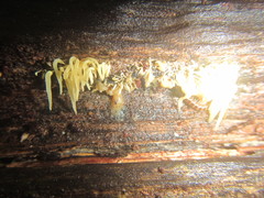 Physalacria sulphurea
