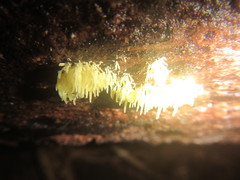 Physalacria sulphurea