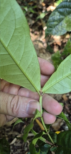 Backhousia bancroftii, 2025-11-10