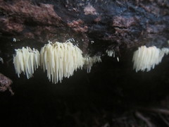 Physalacria sulphurea