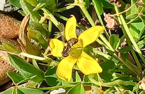 Unknown species found near Hunter, TN 37643, USA