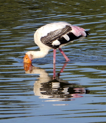 Mycteria leucocephala