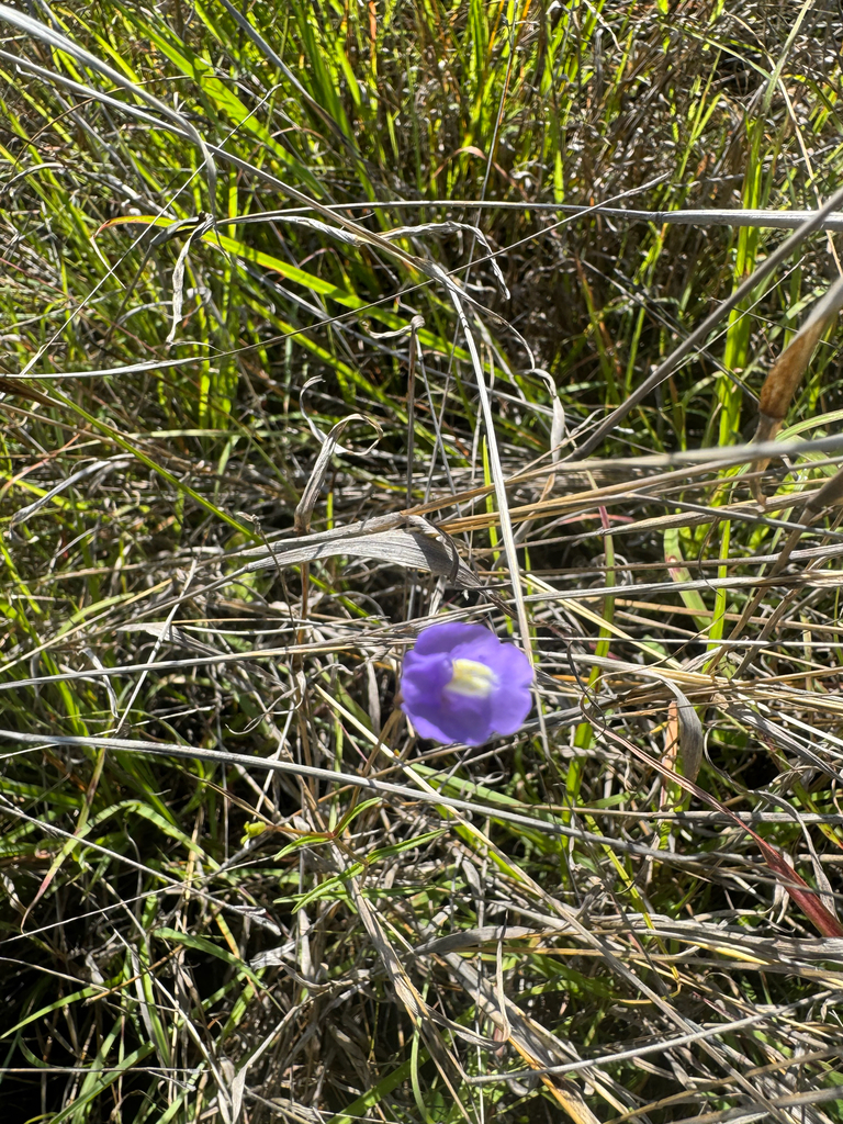 Mimulus aquatilis