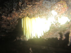 Physalacria sulphurea