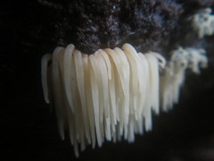 Physalacria sulphurea