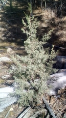 Cupressus montana