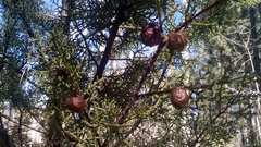 Cupressus montana