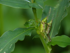 Sphenarium mexicanum