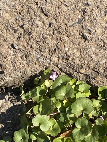 Ein weiteres Foto von Ivy-leaved toadflax
