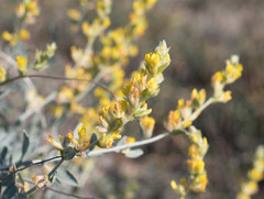 Anthyllis cytisoides