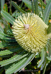 Banksia aemula